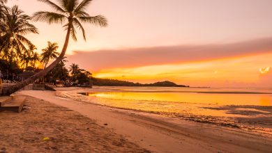 beautiful tropical beach sea and ocean with coconut palm tree at sunrise time