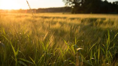 high angle shot of a meadow covered with grass during a sunset