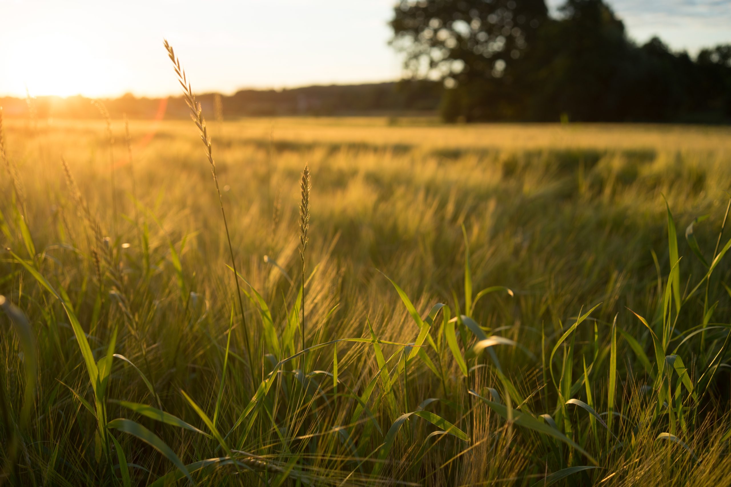 high angle shot of a meadow covered with grass during a sunset scaled