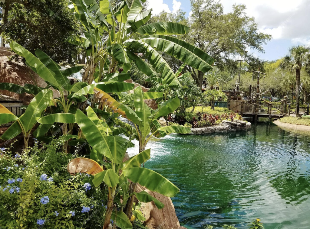 Explore os refrescantes springs da Flórida e desfrute da natureza.