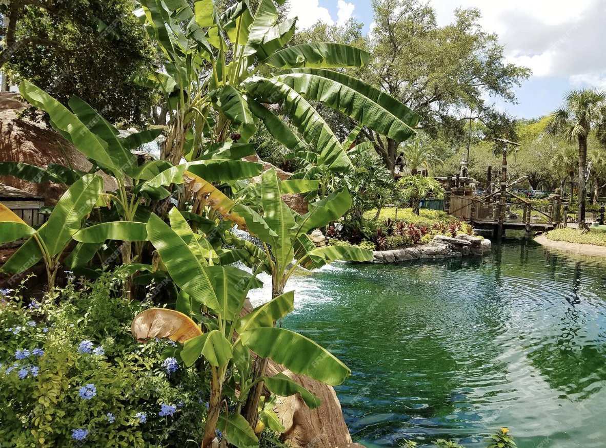 Explore os refrescantes springs da Flórida e desfrute da natureza. 